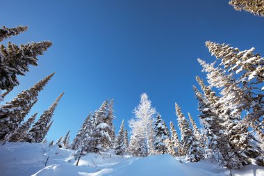 Ağaçlı kış manzarası