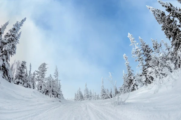 Дорога между красивыми снежными деревьями — стоковое фото