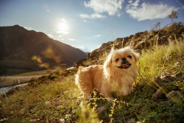 Komik köpek ayakta — Stok fotoğraf