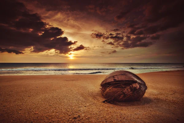 Érett kókusz feküdt, strandon — Stock Fotó