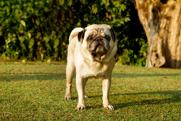 Mops pies jest obiekcie — Zdjęcie stockowe