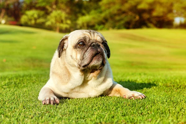 Mops hunden ljuger — Stockfoto