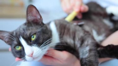 Sakin ve rahat bir kedi rahat bir yatakta dinleniyor, elinde hafif bir fırçayla nazikçe tımarlanmanın tadını çıkarıyor.