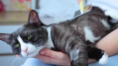 Sakin ve rahat bir kedi rahat bir yatakta dinleniyor, elinde hafif bir fırçayla nazikçe tımarlanmanın tadını çıkarıyor.