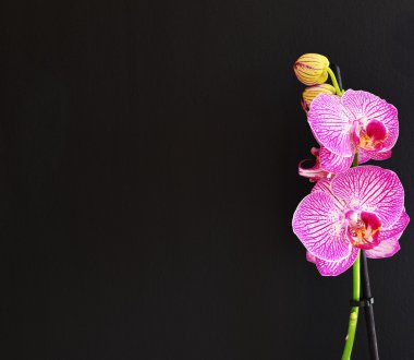 siyah arkaplanda mor orkide çiçeği