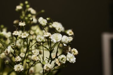 Küçük beyaz çiçekler, makro 