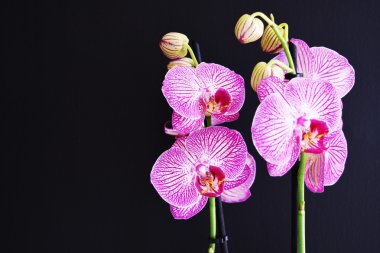 siyah arkaplanda mor orkide çiçeği