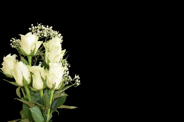 siyah arka plan üzerine beyaz gül çiçek. 