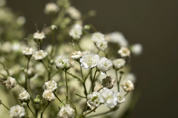 Маленькие белые флоуверы, Макро — стоковое фото