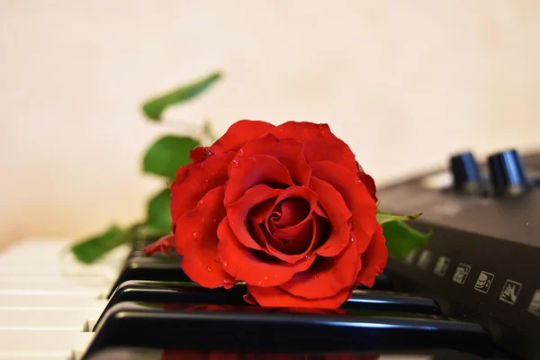 Red beautiful rose on piano keyboard Stock Image