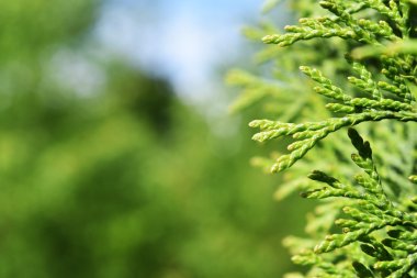  bulanık doğa arka plan