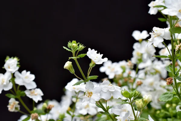 Bahar çiçeği arka plan ile bulanık görüntü
