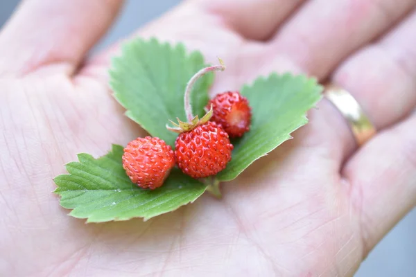 Mano sosteniendo una mini fruta de fresa . —  Fotos de Stock