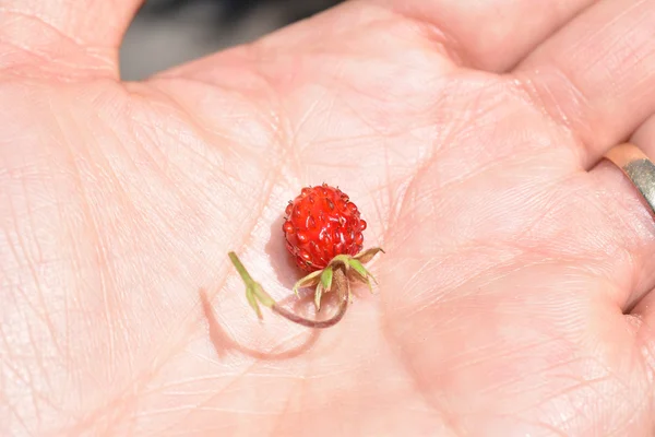 Mão segurando uma mini fruta de morango . — Fotografia de Stock