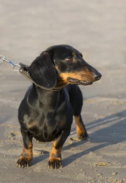 Dachshund con una correa —  Fotos de Stock