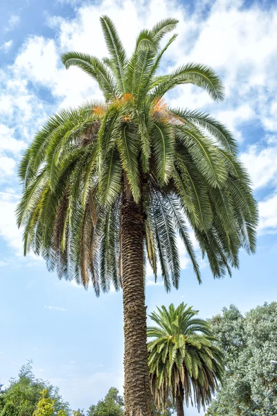 Palms on the coast of Black sea — Stock Photo, Image