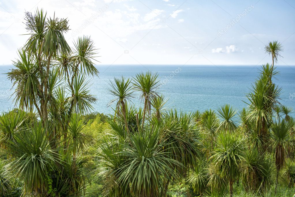 Palms on the coast of Black sea