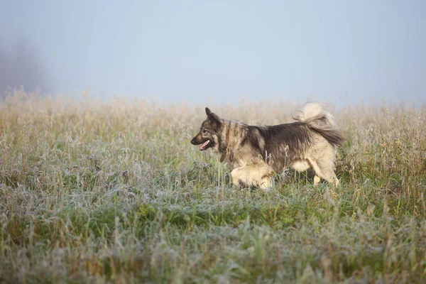 Divertido Perro Esponjoso Pasear Campo Otoño —  Fotos de Stock