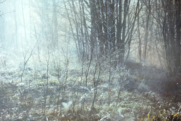 Bevroren Zonnige Ochtend November Noord Natuur — Stockfoto