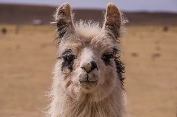 Lama Alpaca portrait — Stock Photo, Image