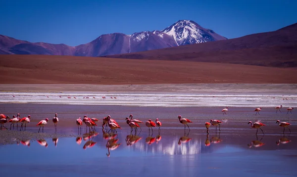 Laguna-Kara-Lagune mit Flamingos und dem Spiegelbild eines Berges — Stockfoto