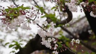 Kiraz çiçekleri veya Sakura güneş Parlatıcı günde.