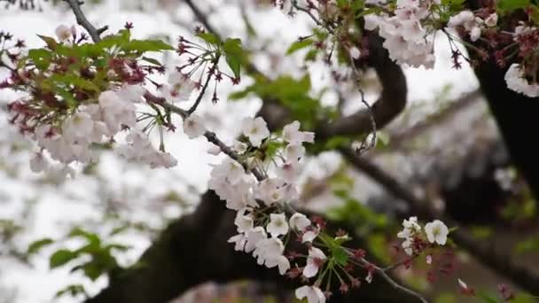 Άνθη κερασιάς ή Sakura στη μέρα ήλιο λάμψη. — Αρχείο Βίντεο