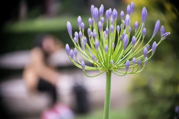 緑の背景色と紫色の花. — ストック写真