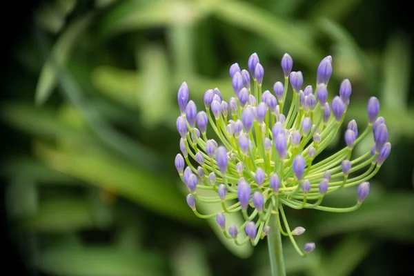 緑の背景色と紫色の花. — ストック写真