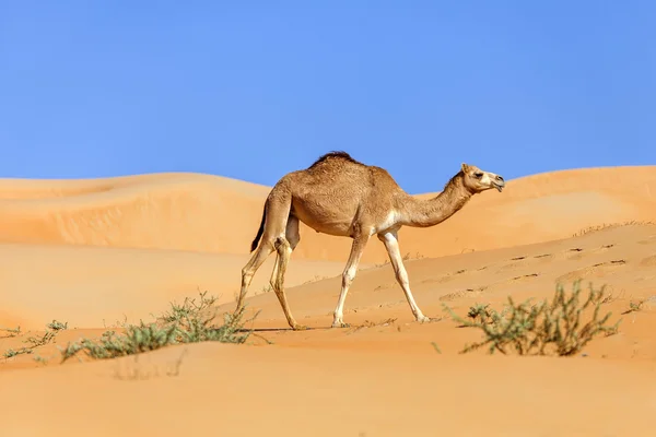 Unta Timur Tengah berjalan di padang pasir — Stok Foto