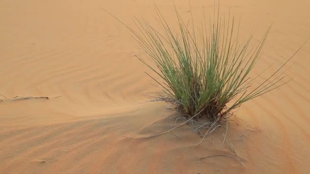 Arbusto del desierto en ambiente ventoso en Liwa, Abu Dhabi, Emiratos Árabes Unidos — Vídeos de Stock