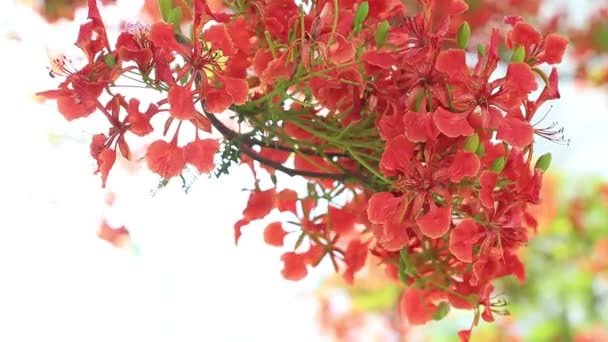 Close-up uitzicht op Royal Poinciana boom bloeien in Abu Dhabi in het voorjaar — Stockvideo