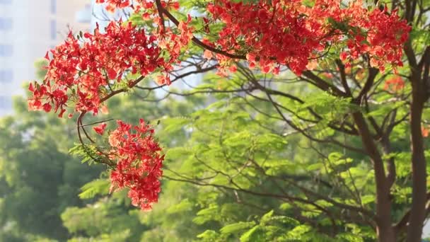 Real Poinciana árvore, Delonix regia, árvore de chamas florescendo em Abu Dhabi na primavera — Vídeo de Stock