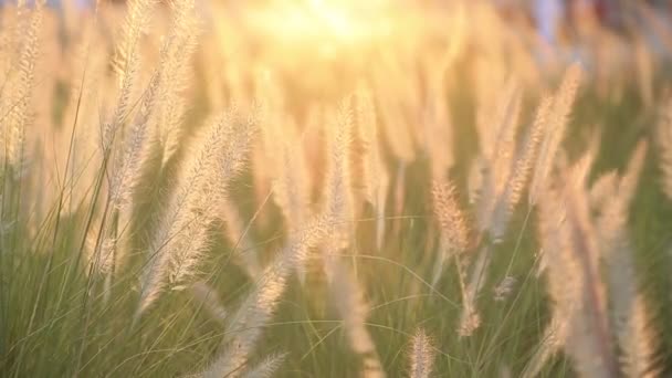 阿布扎比公共公园的背光草地在风中摇曳。日落时的自然背景. — 图库视频影像