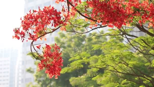 Royal Poinciana tree, Delonix regia, flame tree blossoming in Abu Dhabi in spring — Stock video