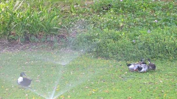 Manada de patos caminando y corriendo a través del parque en Abu Dhabi, Emiratos Árabes Unidos bajo los aspersores de agua — Vídeo de stock