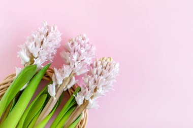 Happy Easter. Three hyacinth flowers on pastel pink background with copy space for text
