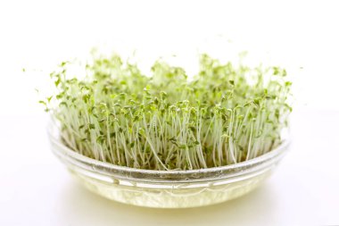 Cress cultivation at home. Glass bowl filled with water and sprouts germinating from the seedlings.
