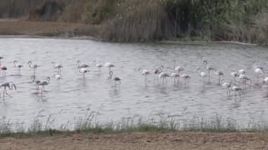Al Wathba Wetland Reserve 'deki büyük flamingo kolonisi, Abu Dabi, BAE