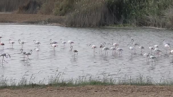 阿联酋阿布扎比Al Wathba湿地保护区大火烈鸟的殖民地 — 图库视频影像