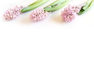 Beyaz arkaplanda üç sümbül çiçeği ve metin için kopyalama alanı. Mutlu Paskalyalar.