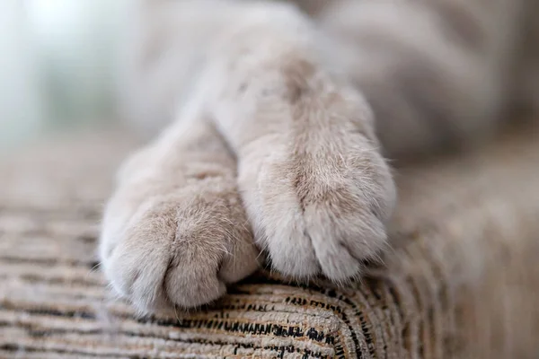 İskoç kedisinin patileri, yakın çekim görüntüsü