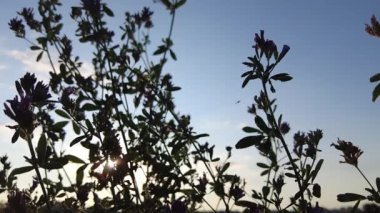 Yazın mavi gökyüzüne karşı güneşe bulanmış siluetli yabani çiçekler. Yavaş çekim.