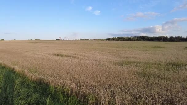 Venkovské scenérie pozadí v létě s pšeničné pole v Bělorusku — Stock video