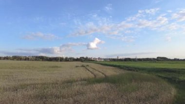 Yazın Belarus 'ta buğday tarlası olan kırsal alan. Sağdan sola dönüyor.