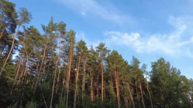 Beyaz Rusya 'da çam ağaçları ormanı, sağdan sola dönüyor.