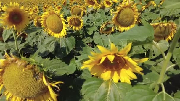 Solrosfält på sommaren. Ljus solig dag i Vitryssland. Långsamma rörelser. — Stockvideo