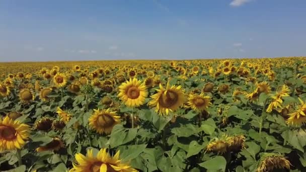 Solrosfält på sommaren. Ljust solig och blåsig dag i Vitryssland. Långsamma rörelser. — Stockvideo