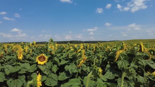 Sonnenblumenfeld im Sommer. Strahlend sonniger Tag in Weißrussland. Schwenken von rechts nach links in Zeitlupe. — Stockvideo