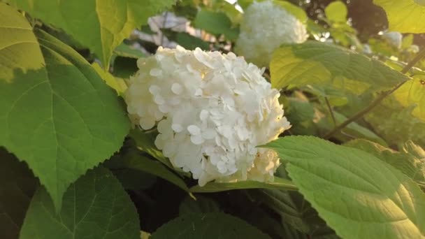 Hortensia bloeit in de zomer in de tuin. Langzame beweging — Stockvideo